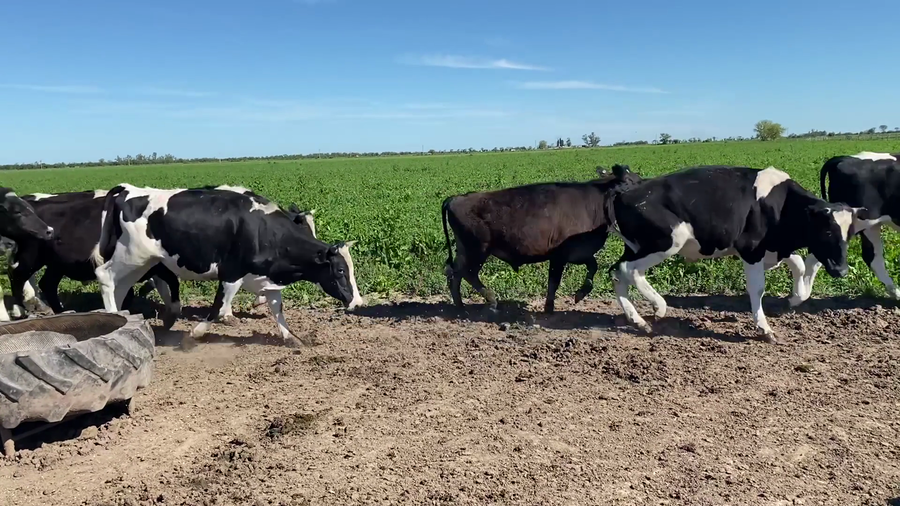 Lote 62 Novillitos Holando Argentino y Jersey en Mauá, Santa Fe