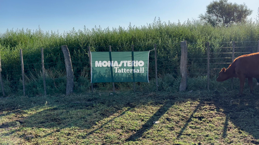 Lote 15 Terneras en Rivera