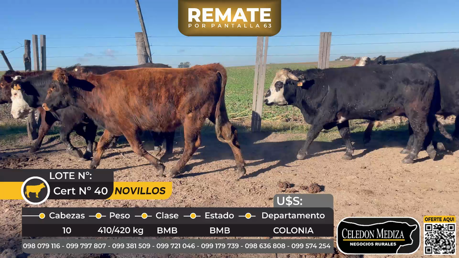 Lote 10 Novillos en La Horqueta, Colonia