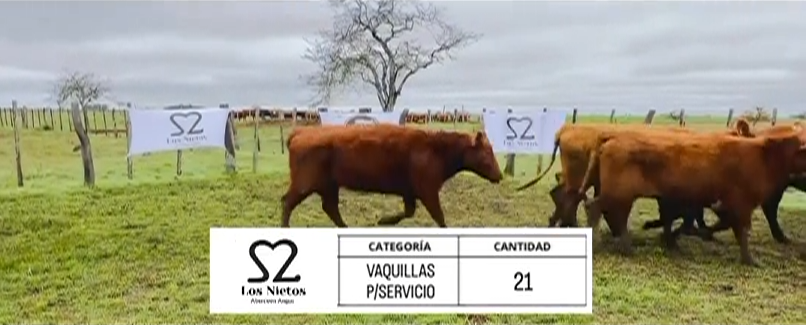 Lote VAQUILLAS PARA SERVICIO ABERDEEN ANGUS "LOS NIETOS"