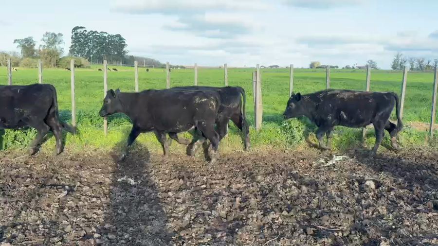 Lote VAQUILLONAS 1 a 2 AÑOS