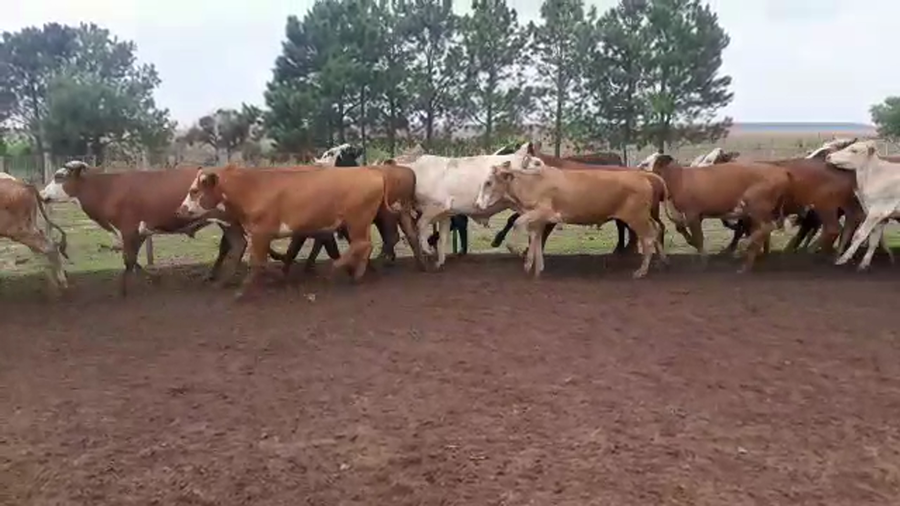 Lote 90 Novillitos en Virasoro, Corrientes