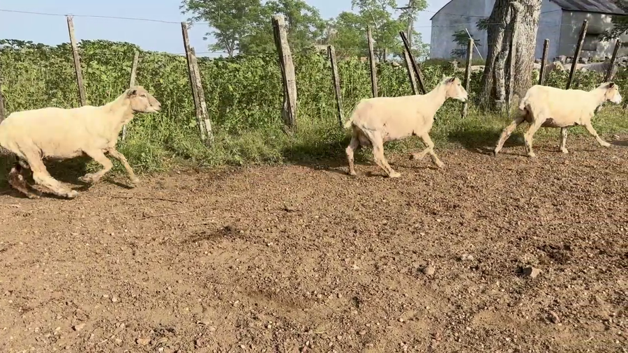 Lote OVEJAS PIEZAS DE CRIA