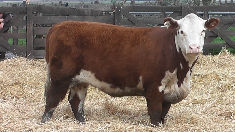 Lote VACAS P. HEREFORD PP