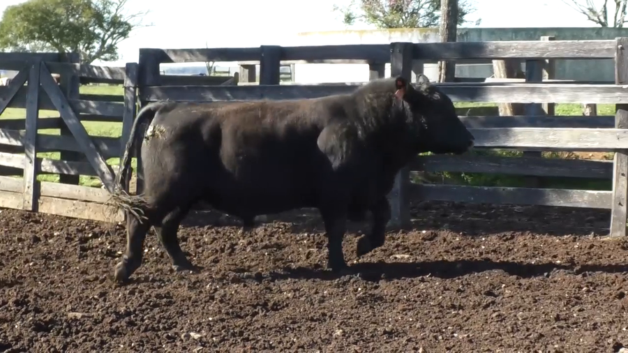 Lote Toro 3 Años