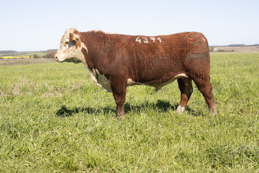 Lote 31