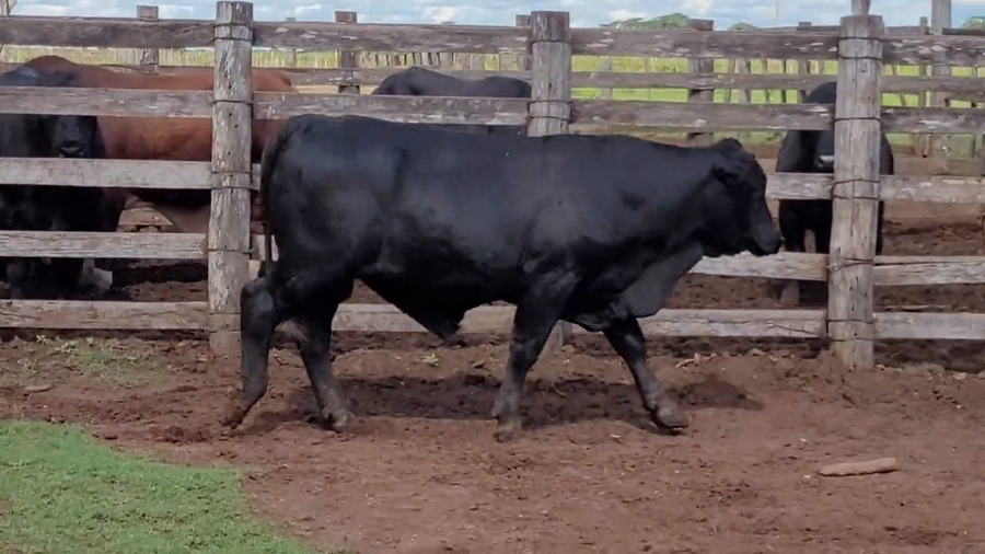 Lote Toros T. Brangus  Negro a remate en Remate de Reproductores, Asunción