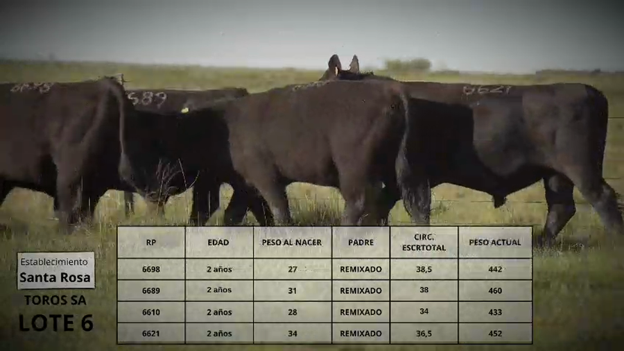 Lote Toros SA Lote 6
