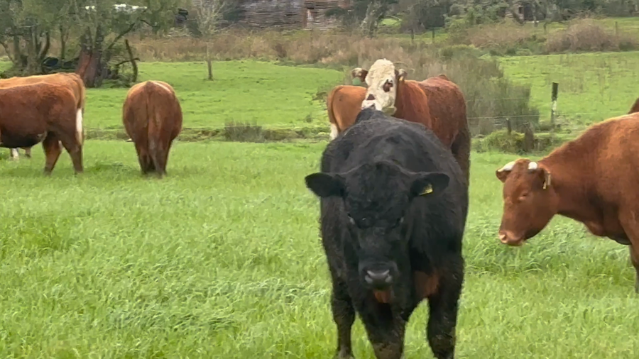 Lote 50 Novillo Engorda en Fresia, X Región Los Lagos