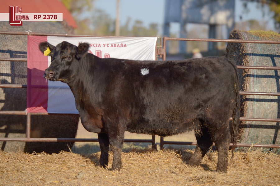 Lote VAQUILLONAS ANGUS  PP