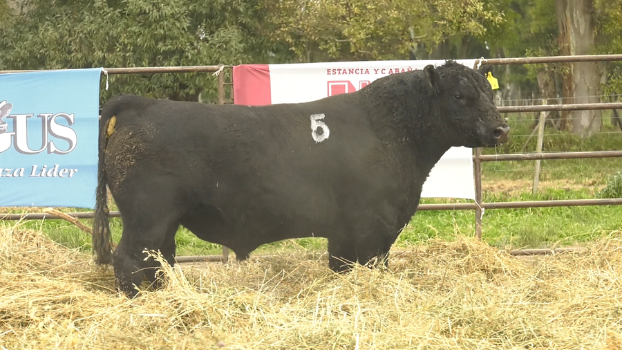 Lote TOROS ANGUS NEGROS  PC