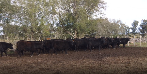 Lote 41 Novillos en Flores
