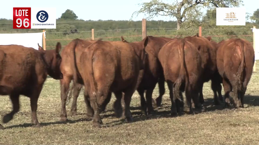 Lote Vaquillas A. Angus Coloradas Generales para Servicio