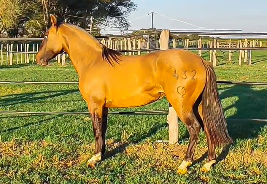 Lote Curahué Fogonera