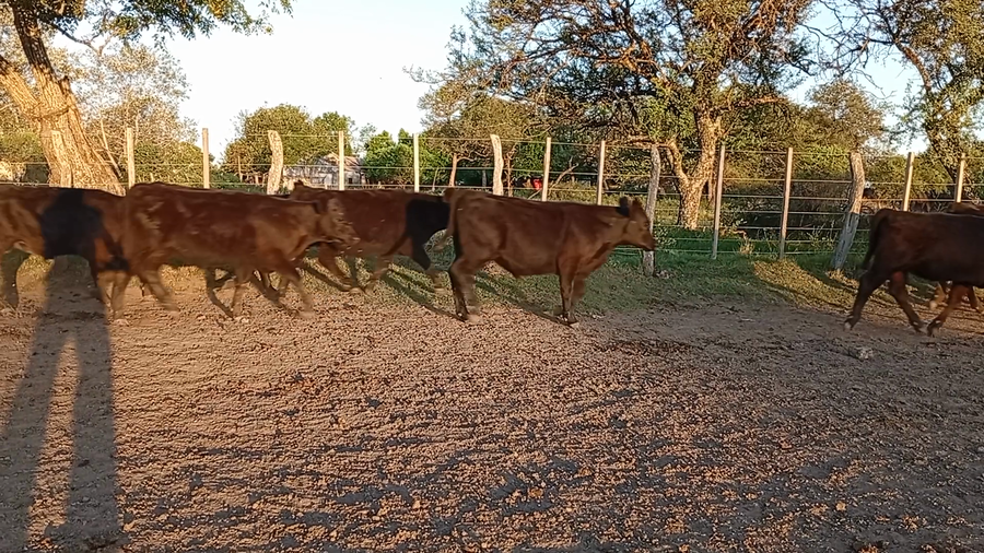 Lote 70 Terneros/as