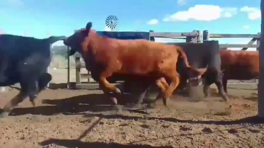 Lote 90 TERNS. HEMBRAS, EN GUAMINI, BS. AS.