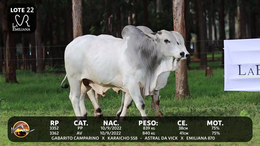 Lote LOTE 22