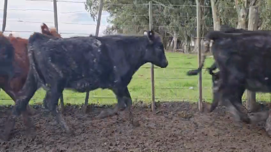 Lote 118 Terneras