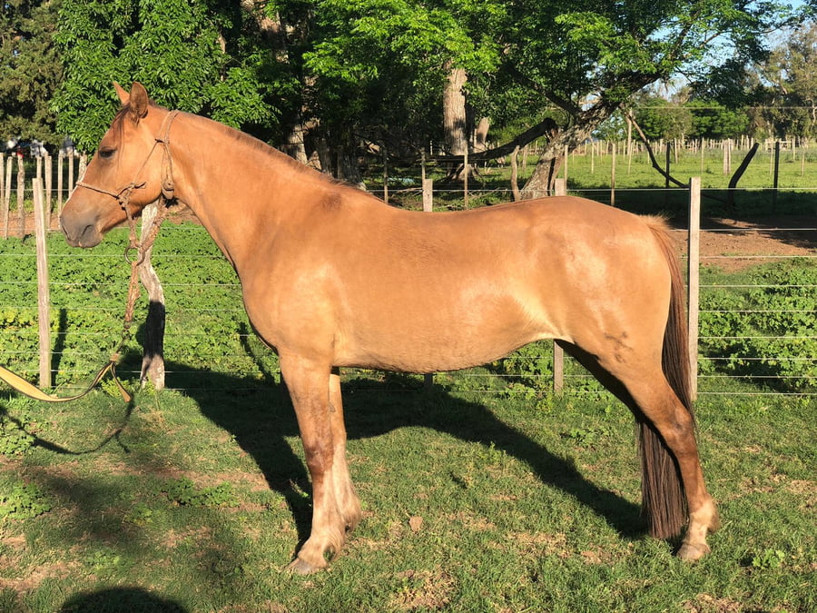 Lote DEL SILENCIO BALADA