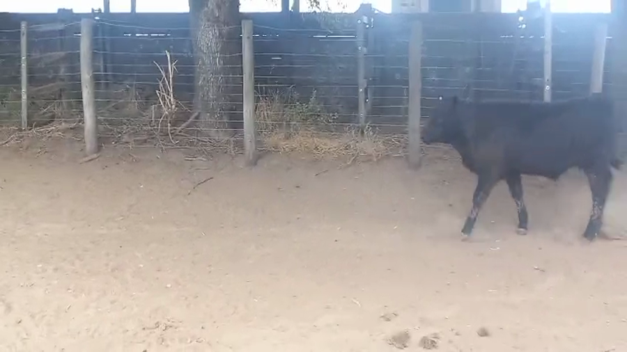 Lote 110 Terneros en Pirovano