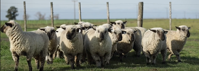 Lote OVEJAS(CORRAL 59)