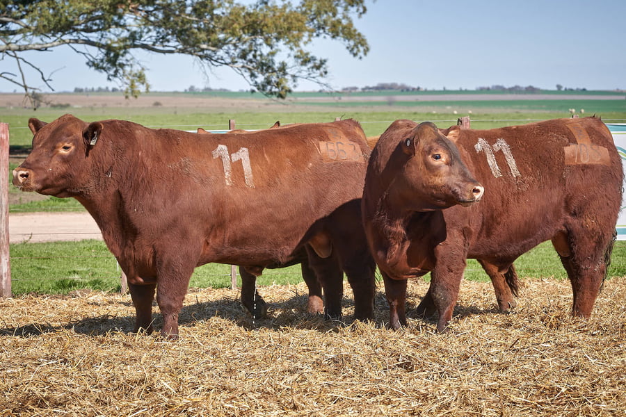 Lote "TRES MOLINOS" TOROS P.C