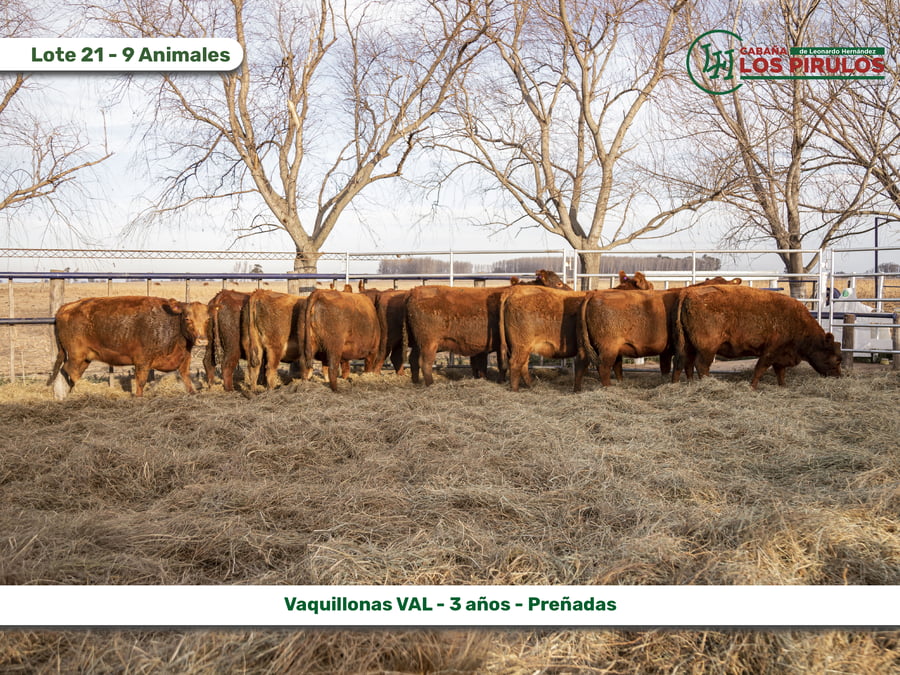 Lote VAQUILLONAS V.A.L. (Vientre Aprobado Limangus)