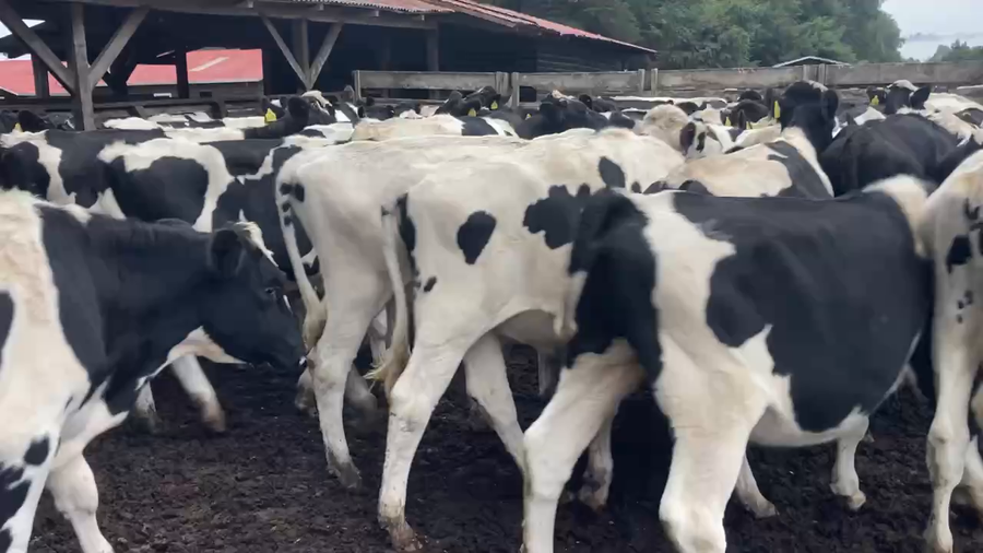 Lote 60 Novillo Engorda en Los Lagos, XIV Región Los Ríos