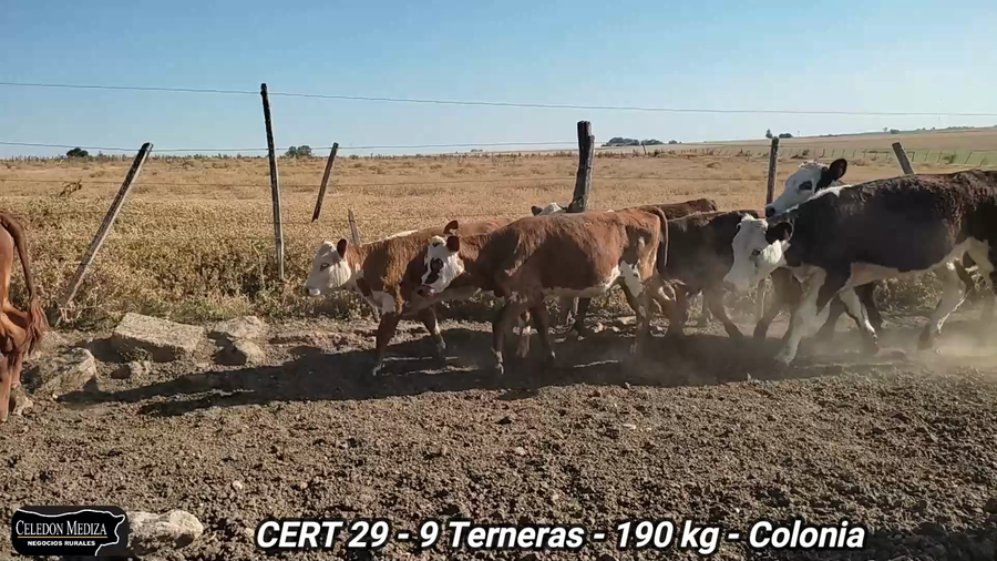Lote 9 Terneras en Colonia