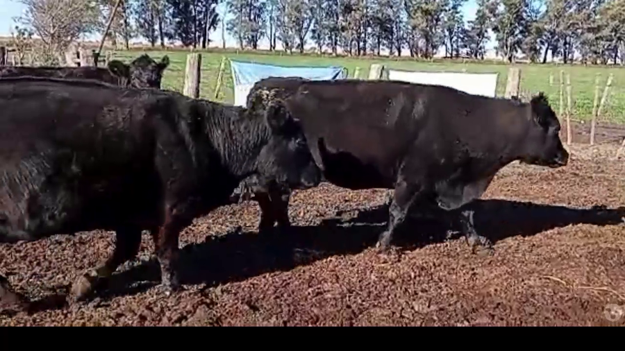 Lote 61 Vacas Preñadas