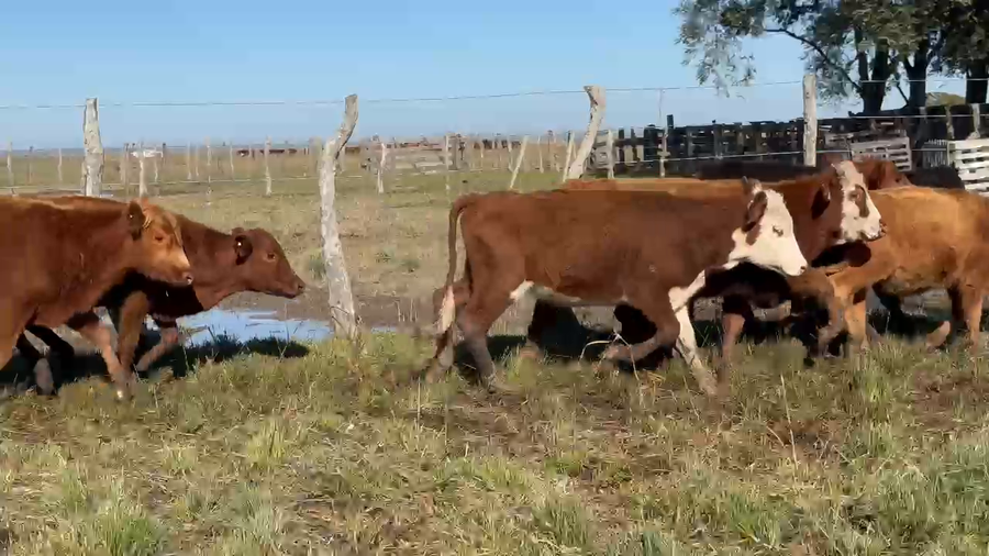 Lote 45 Terneros en Corrientes, Paso de Los Libres