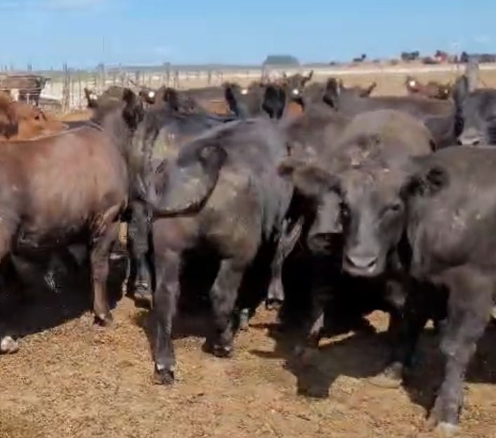 Lote 50 Novillitos en Buenos Aires