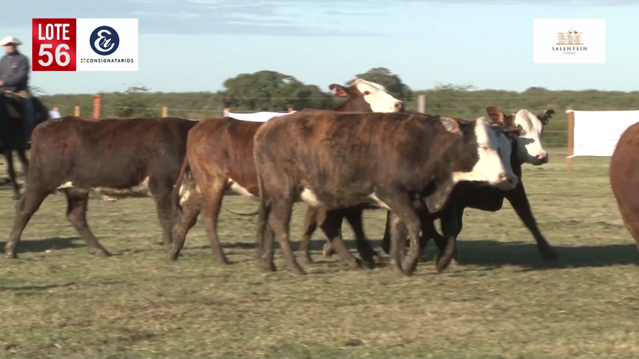 Lote Vaquillas Braford Generales-Preñadas IATF (17-12-2021) y Servicio Colectivo (27/12/21 al 05/02/22)