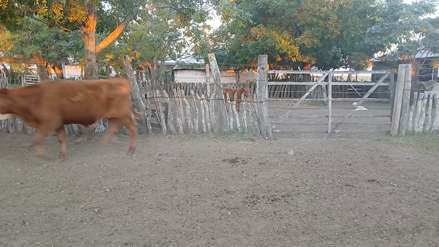 Lote 50 Terneros en Corrientes, Curuzu Cuatia