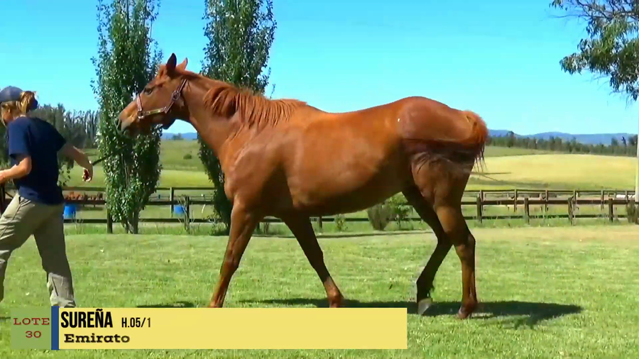 Lote SUREÑA