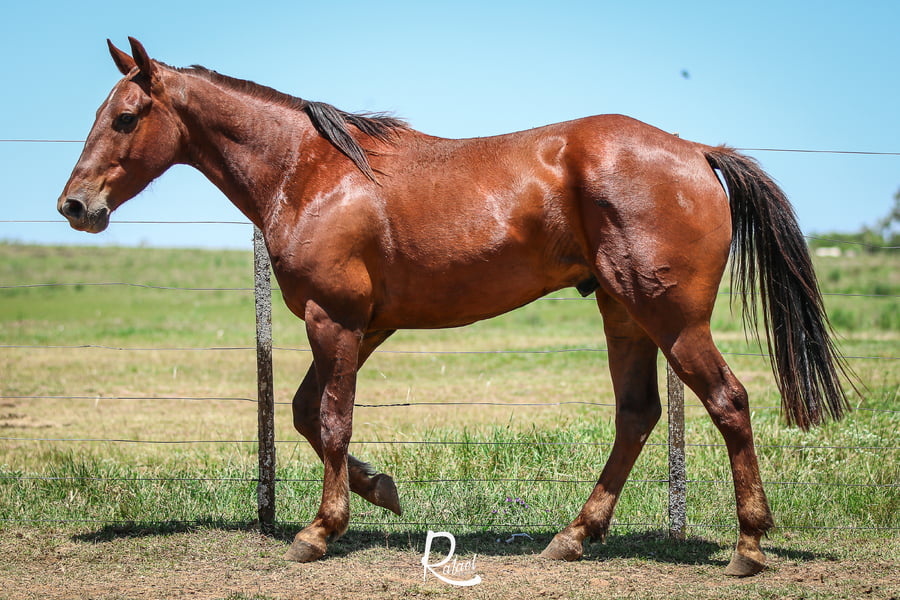 Lote Butia Don Salvador