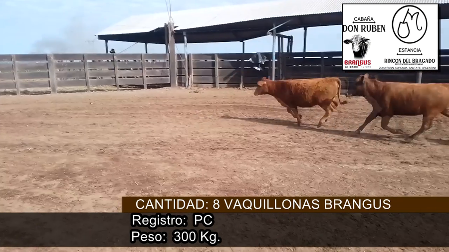 Lote VAQUILONAS PC