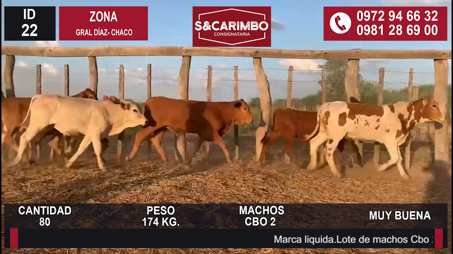 Lote 80 Machos CBO 2