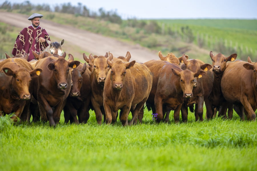 Lote Tacuru - 1/3 Vaquillonas