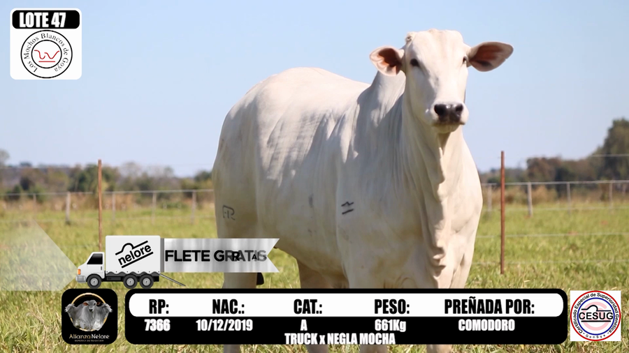 Lote LOTE 47  RP 7366