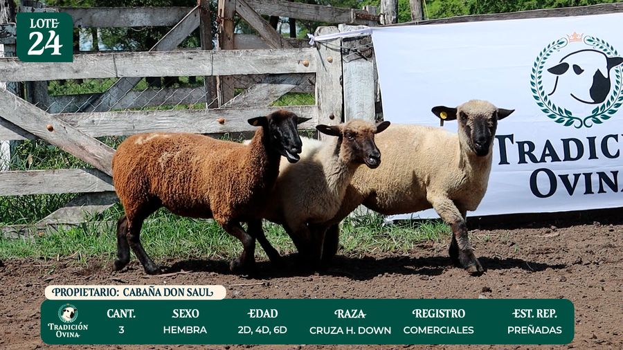 Lote LOTE 24 - POR PANTALLA