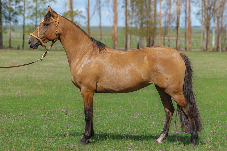 Lote Huella Del Malo