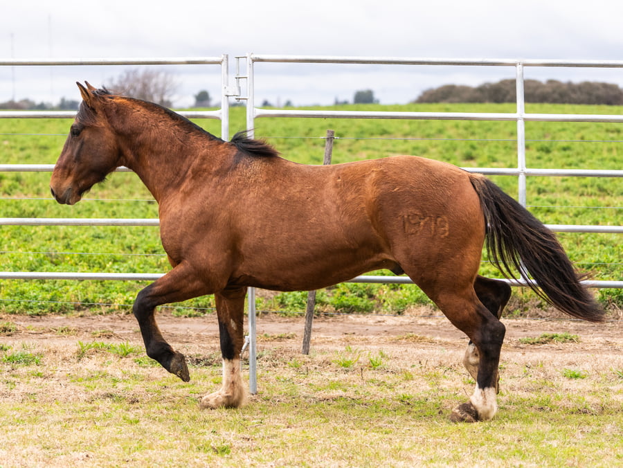 Lote Mañanero Avispado