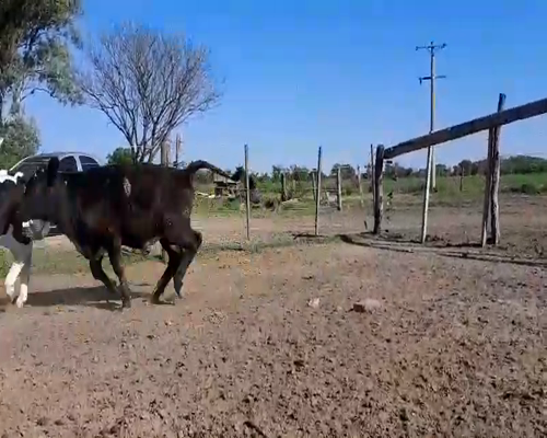 Lote Terneros/as en Tacural, Santa Fe