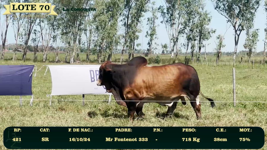 Lote LOTE 70