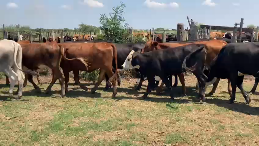 Lote 70 Vaquillonas Braford y sus cruzas en Villa Minetti, Santa Fe
