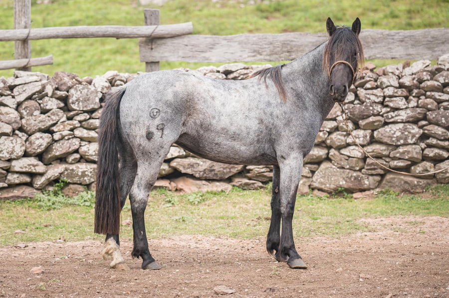 Lote SERENATA DEL LOCAL