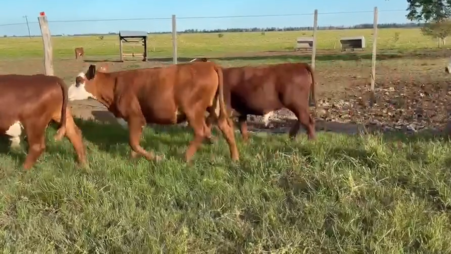 Lote 205 Terneros en Corrientes, Saladas