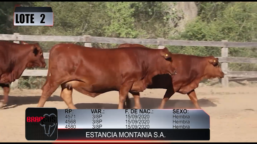 Lote Nacional de Otoño Brangus Campo - Lote 2