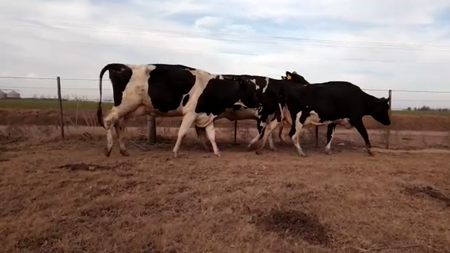 Lote Los Alamos - Vaquillonas Preñadas
